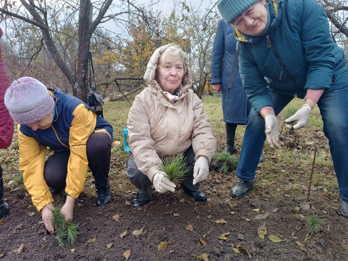 В парке культуры и отдыха появились 80 сибирских кедров