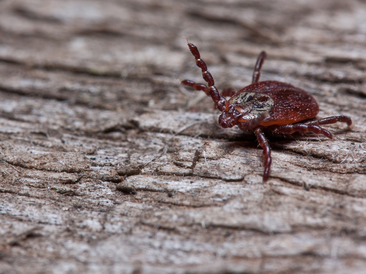 Клещи начали атаку