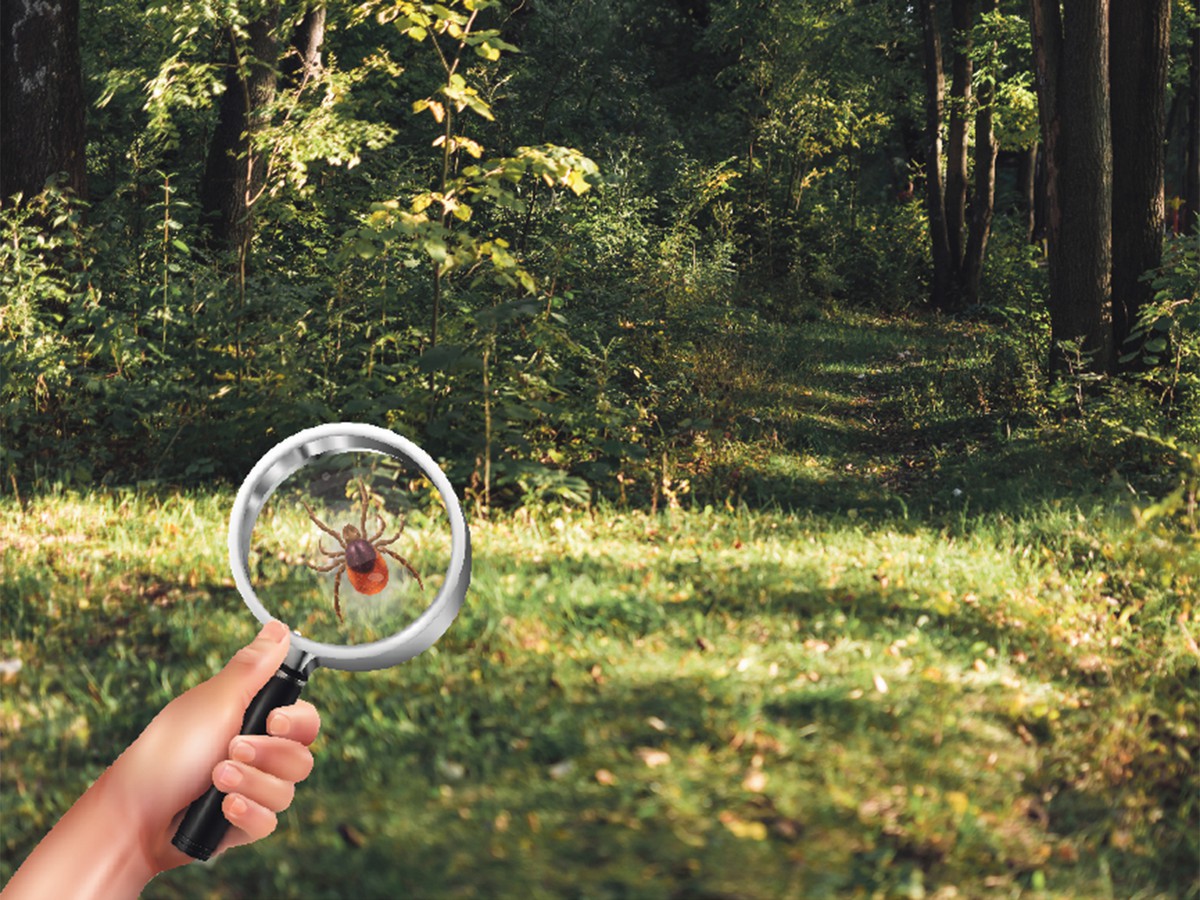 Как не стать жертвой клеща