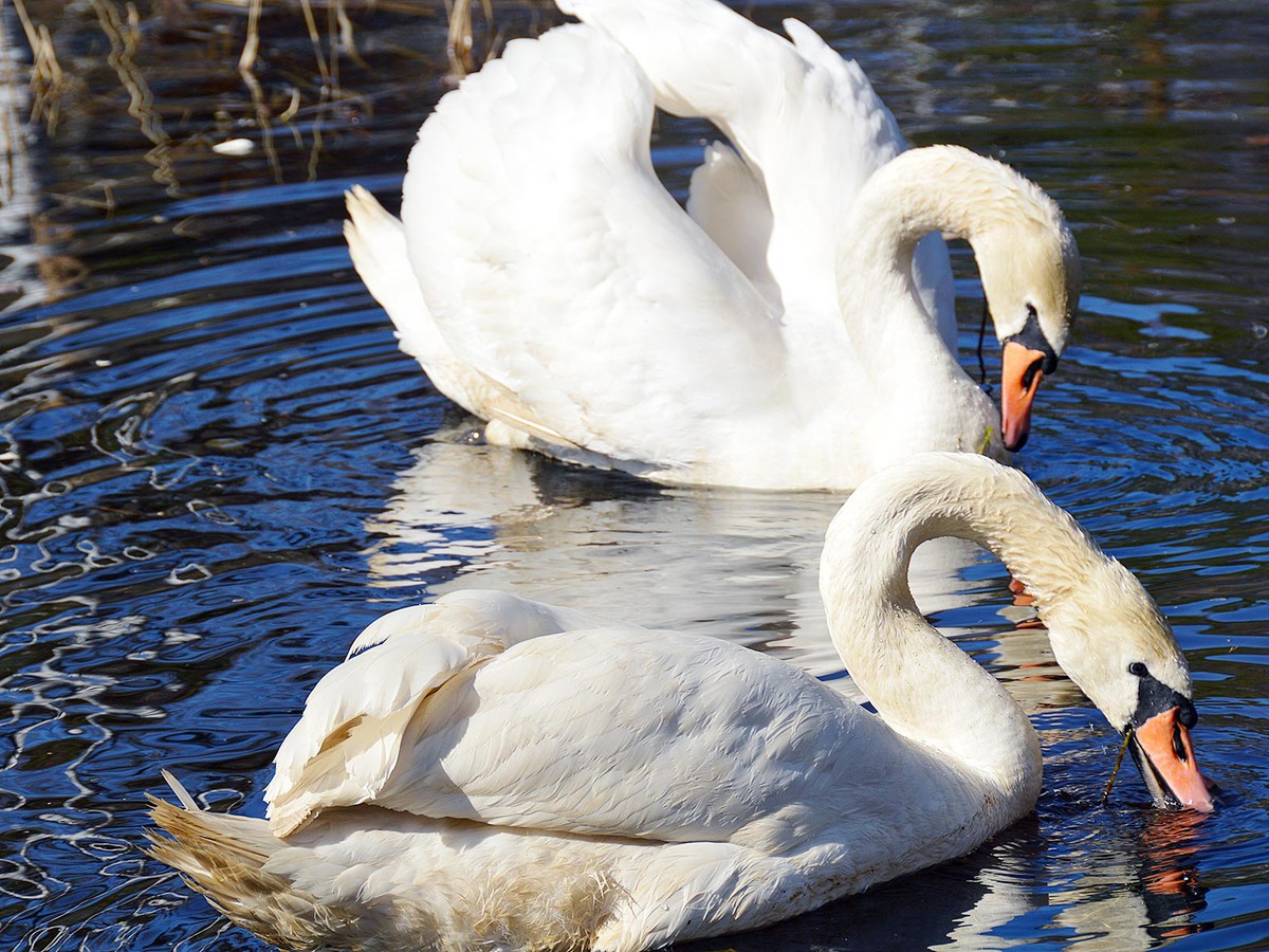 Лебеди ушли на зимовку