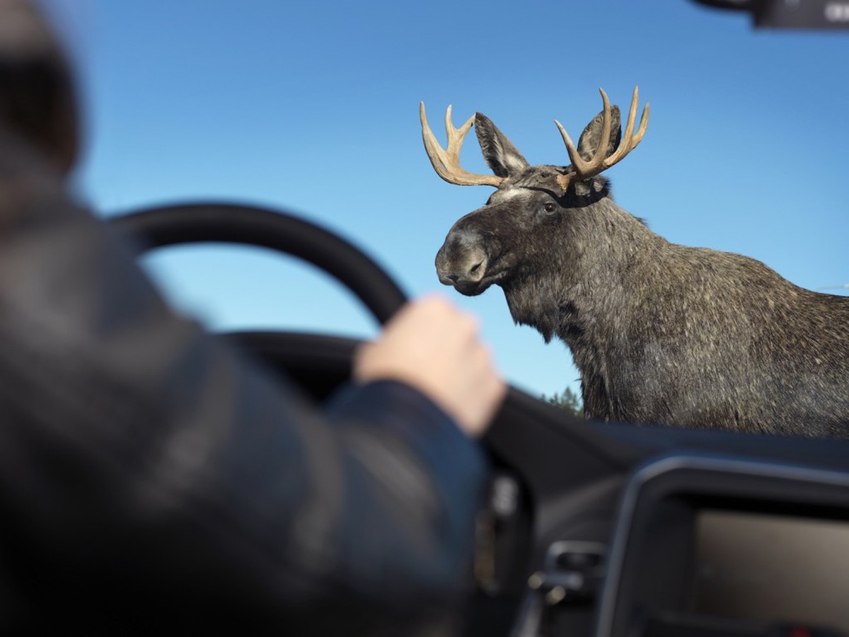 Будьте внимательны: на дорогах появились лоси