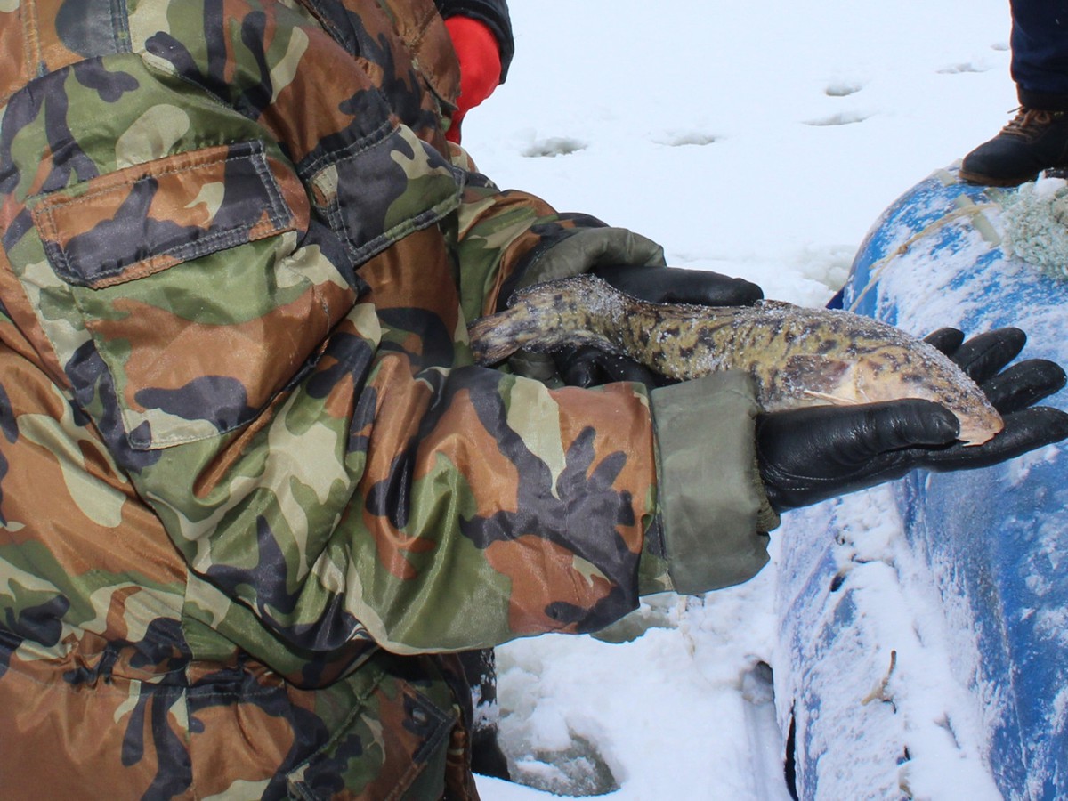 В Нижегородской области вводятся ограничения на добычу налима