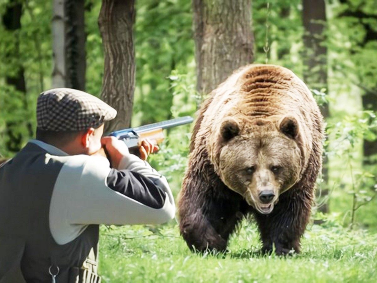 Охота на медведя видео 2023