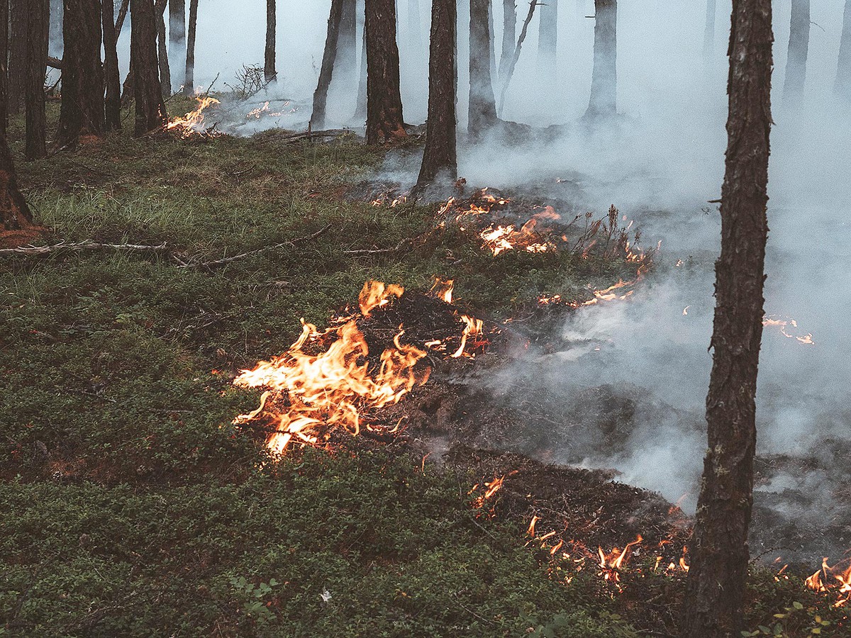 Расширенные пожары. Лес в огне. Пожар в лесу. Сгоревший лес. Поджигатель леса.