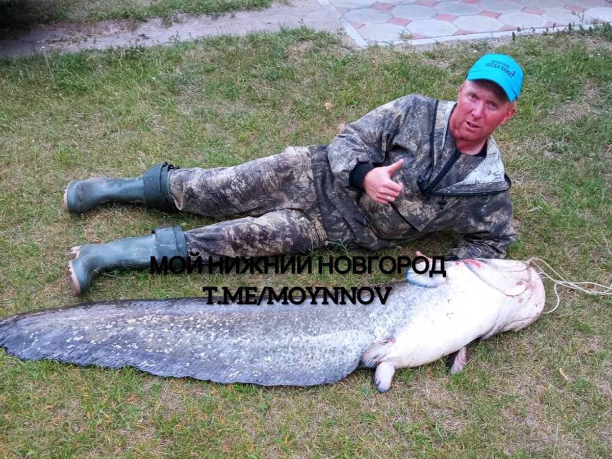 Рыбак поймал 38-килограммового сома в Оке