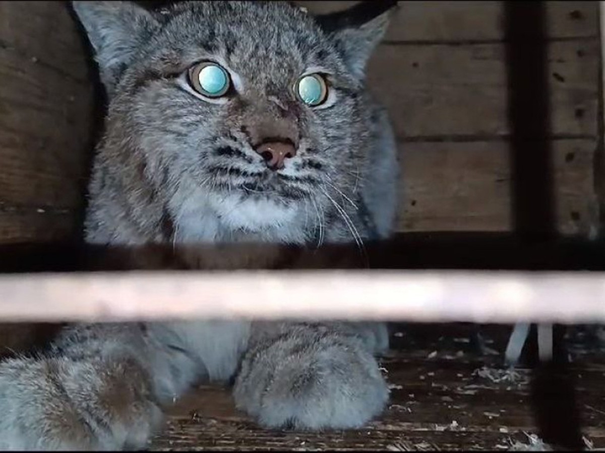 Рысь возвратилась в лес