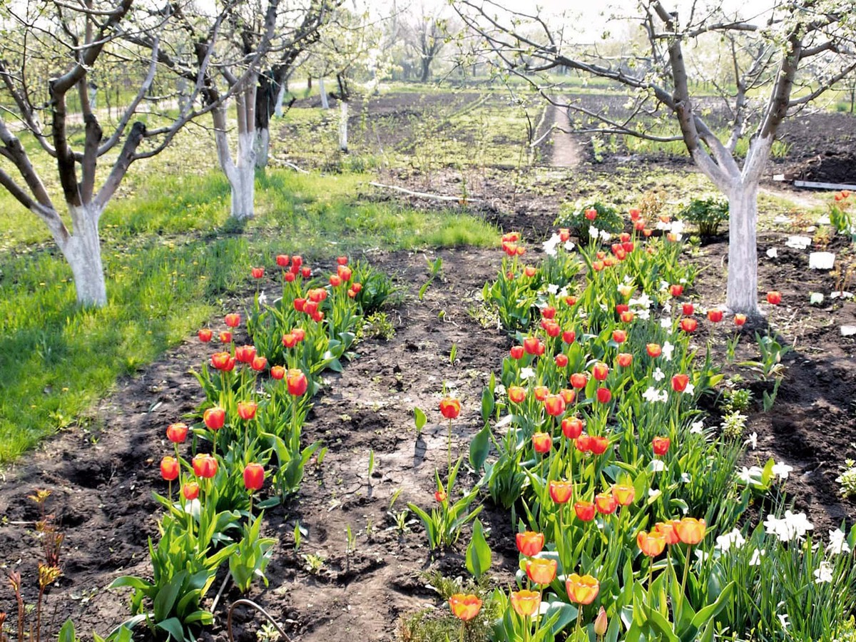 Что нужно успеть садоводам-огородникам во втором весеннем месяце