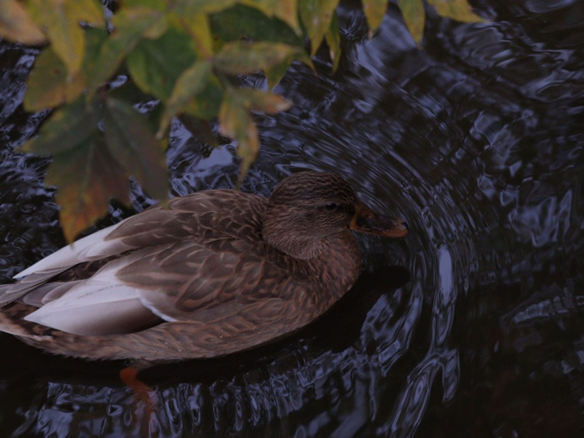 Разрешили охотиться на дичь